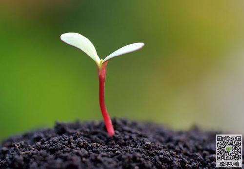 感激盛开的浅色_750字