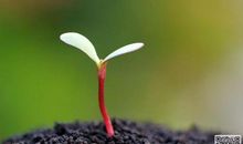 感恩让生命绽放光彩_750字