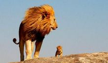 雄狮惊醒，中国崛起_1000字