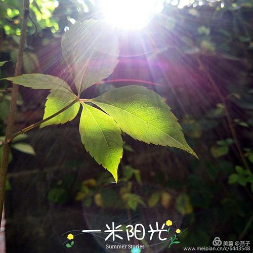 _1000字后面的阳光