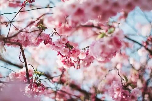谁是花朵开花？ _1000字