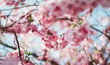 花开花落为了谁?_1000字