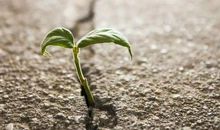 希望在发芽 _650字