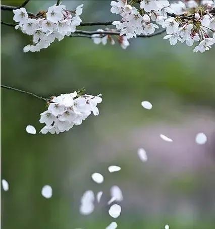 花，沉默的沉默_750字