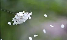 花开，寂静无声_750字