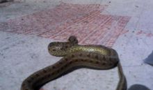 这是个特别蛇的年_1200字