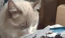 心有猛虎，细嗅薇蔷_900字