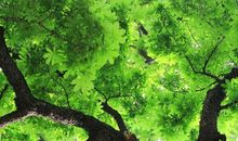 像一颗树一样生活_550字