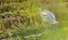 隐形的翅膀_1200字