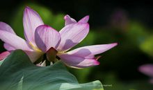 生命，那绽放的瞬间_750字