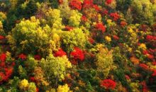 万山红遍，花尽放_800字