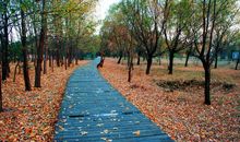 诗意般的陶醉_650字