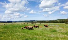 狼钟敲响_1200字