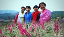 韶华依旧灿烂_900字