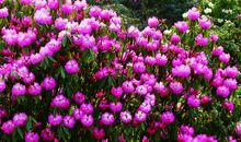 拾起那片随风飘落的“书页”_750字