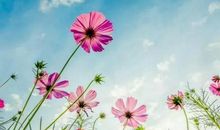 为了理想而生活_900字