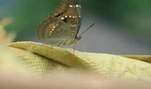 枯叶蝶的哲学_400字