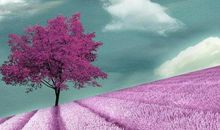 生命是一朵永不言弃的花_800字