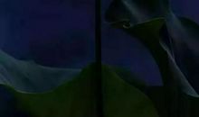 让人生开满豁达之花_800字