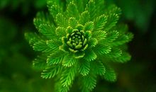 花·石楠[2]红消香断有他怜_1000字