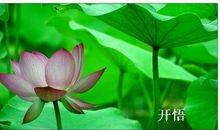 鱼有佛性_1000字