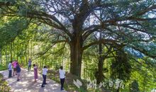 自然界的食品树_650字