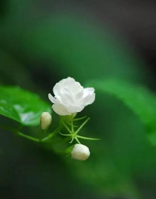 茉莉花绽放，你不是_1000字
