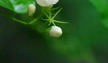 茉莉花开，你不在_1000字