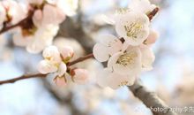 爱惜芳心莫轻吐_900字