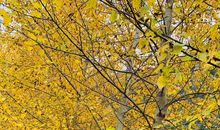 知足与欲望_650字