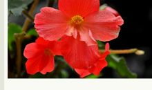 我不是温室里的花朵_800字