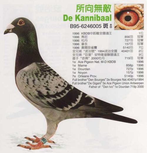 “捕捉鸟”乐趣_900字