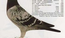 “捉鸟”趣事_900字