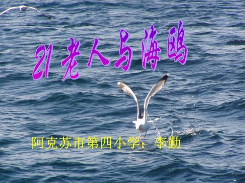 高级人与海鸥_100字