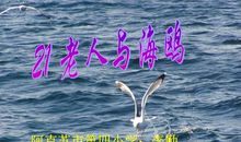 老人与海鸥_100字