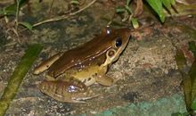 生命的海拔_1000字