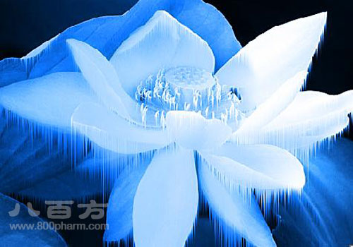 雪莲绽放_350字
