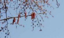 一季白头（下）_3000字