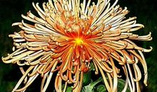 雨，绽放了它的微笑_450字