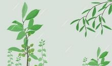 [如约而至]有那么一棵树_900字