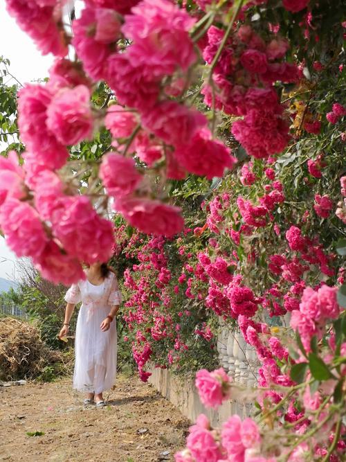 事实证明，玫瑰仍然盛开_1000字