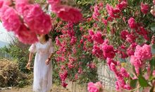 原来，蔷薇依旧盛开_1000字