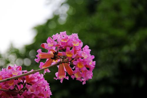 阳光，鲜花绽放_150字