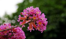 正值春季，花开烂漫_150字