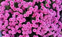 她的花开花落（一）_1000字