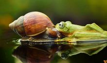 蜗牛的速度_1500字