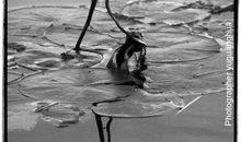 独钓寒江雪_900字