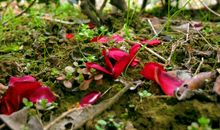 苦难不是无情物_750字