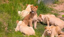 狮子与驴子合作打猎