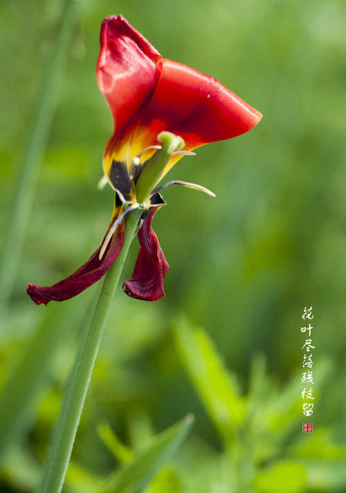 鲜花一直在离开，离开_800字